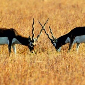Black Buck Sanctuary